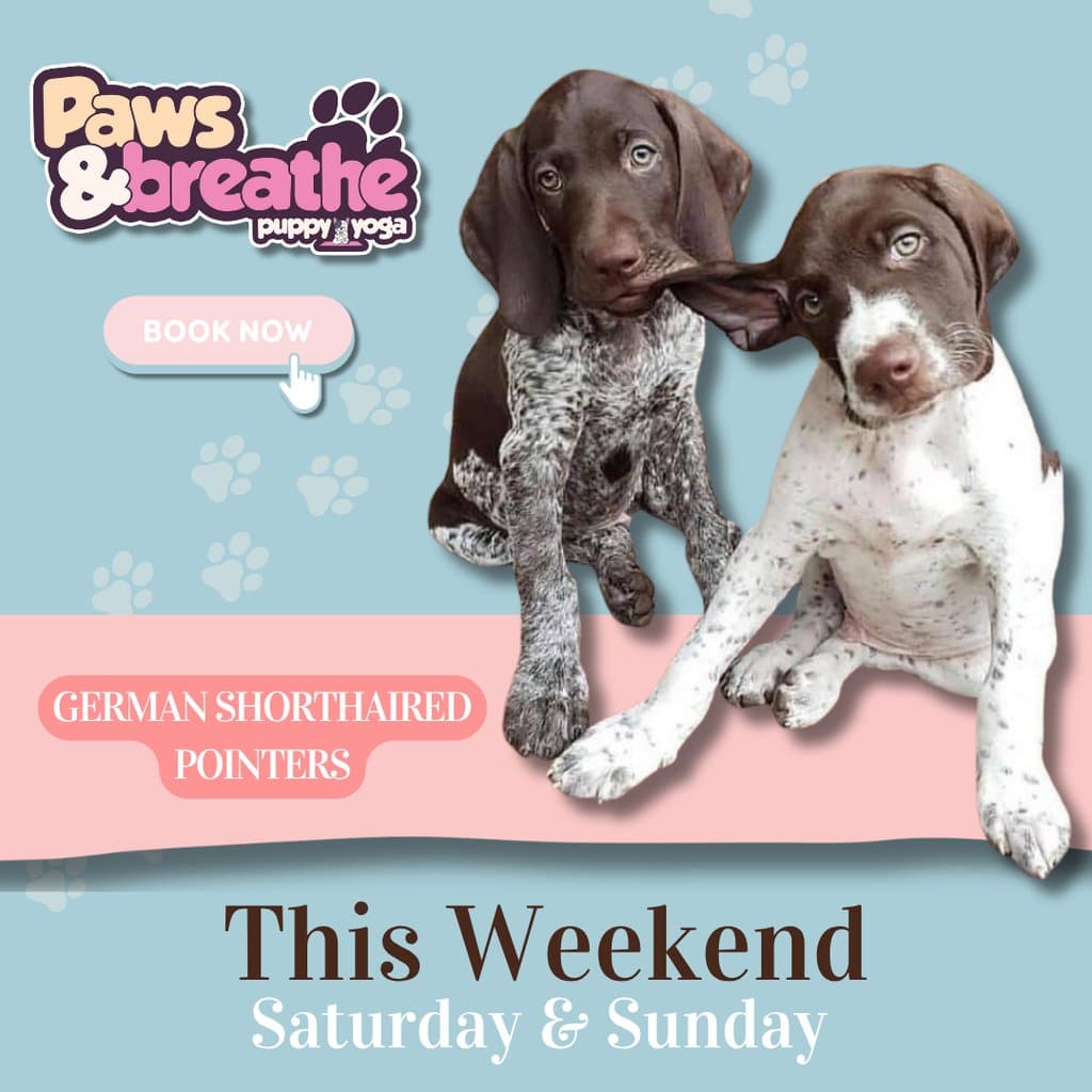 Puppy yoga Birmingham