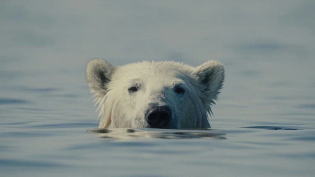 REEL Thursdays With TIFF Film Circuit: Nuisance Bear