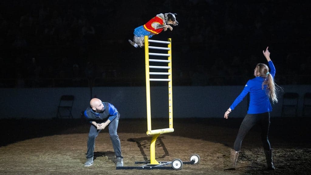 Xtreme Dogs - Mon. Jan. 18 1:30pm